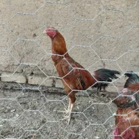 خروس لاری از نسل اراکی 11میدانه