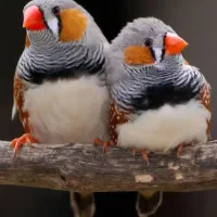 یک عدد فنچ معاوضه با کبوتر