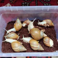 فروش حلزون|خزنده|شیراز, فضل‌آباد|دیوار