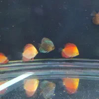 ماهی دیسکس 2اینچ|ماهی|زاهدان, |دیوار