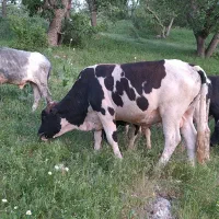گوساله نر دورگ محلی