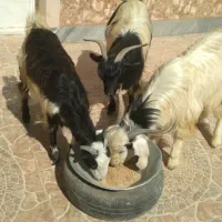 بُز جوان شکمه اول و کولار آبستن|حیوانات مزرعه|خرامه, |دیوار