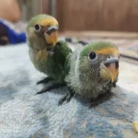 کوتوله برزیلی و عروس هلندی سرلاکی