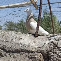 موکت..جوجه طوقی