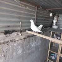 کبوتر