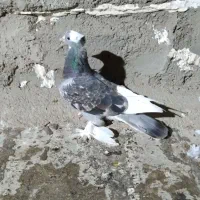 طوقی ماده ترکیه