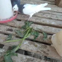 کبوتر طوقی|پرنده|جوین, |دیوار