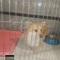 واگذاری سگ اسپیتز شناسنامه دار