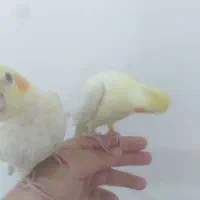 عروس هلندی جوجه|پرنده|قائمشهر, |دیوار