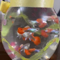 گوپی‌ کوی بالن سرقرمزوسرسفید|ماهی|تهران, کوثر|دیوار