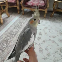 جفت عروس هلندی رام