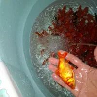 فروش ماهی قرمز/طعمه/شکاف/شکاری/|ماهی|لنگرود, |دیوار