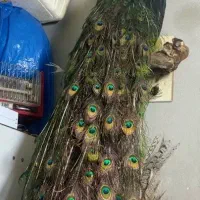 مجسمه زینتی