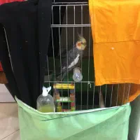 قفس بزرگ بدون پرنده هاش با شرتش