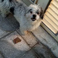 واگذاری|سگ|جهرم, |دیوار