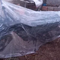 موتور تریل۱۵۰ مزایده|موتورسیکلت|گنبد کاووس, |دیوار