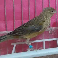 قناری جوان ۶ماهه نر شل وسفت خون