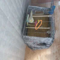 فروش عروس هلندی نر دستی|پرنده|گلپایگان, |دیوار