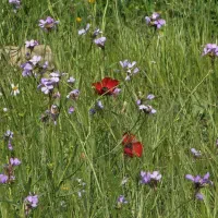 باغ-یا-باغچه