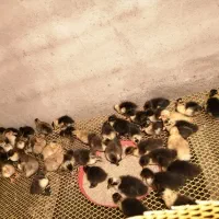 جوجه اردک محلی اصل فروشی