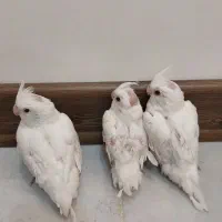 عروس هلندی آلبینو سخنگو|پرنده|الوند, |دیوار