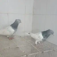 ی جفت کله سبز