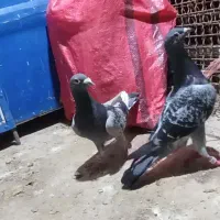المانی نژاد مولر مسابقه ای