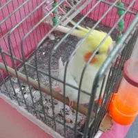 عروس هلندی|پرنده|خمینیشهر, |دیوار