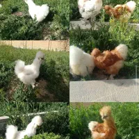 جوجه ابریشمی فول کیفیت