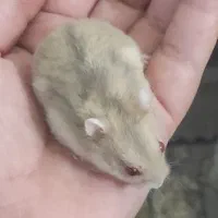 همستر آلبینو(کمپل)