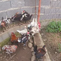 مرغ و خروس و نیمچه