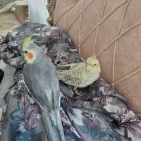 دو عدد عروس هلندی