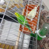 پرنده|پرنده|اندیشه, اندیشه فاز ۱|دیوار