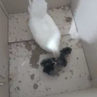 بوقلمون|حیوانات مزرعه|رباط‌کریم, شهرک صنعتی نصیرآباد|دیوار