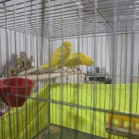 یک جفت دم کشیده دوالی ۳سال ویک ابلغ نرمعمولی