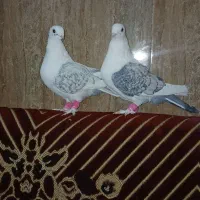 پشتی ابی|پرنده|سبزوار, جوادیه شرقی|دیوار