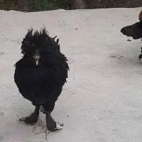 مرغ و خروس سلطان|حیوانات مزرعه|احمدآبادمستوفی, |دیوار