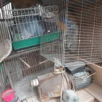 قفس پرنده|لوازم جانبی حیوانات|رشت, گلزاران|دیوار