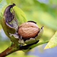 ـ درخت گردوی فرنور و چندلر پیوندی