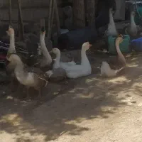 قوغاز آفریقایی|حیوانات مزرعه|اردبیل, |دیوار