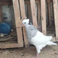 کفتر طوقی 7رنگ لکه دار