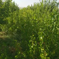 نهال|خدمات باغبانی و درختکاری|نوشین شهر, |دیوار