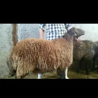 قصاب وسلاخ مجرب صفرتاصد|خدمات پذیرایی، مراسم|همدان, |دیوار