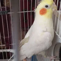 3 عدد عروس هلندی اهلی 2تا نر یکی ماده تخم گزار