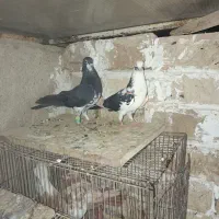 کفتر