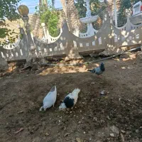 کبوتر.ماده ونر|پرنده|شوش, |دیوار