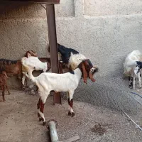 بز دوقلوزا|حیوانات مزرعه|برازجان, |دیوار