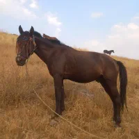 فروشی اسب ومادیان باری