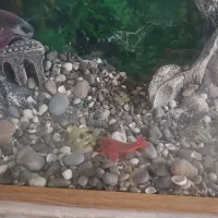 اکواریوم|ماهی|تهران, مختاری|دیوار