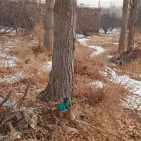 خرید هرنوع چوب باغی واقفی